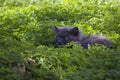 Cat in the grass Royalty Free Stock Photo