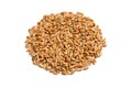 Cat Grass Seeds Royalty Free Stock Photo