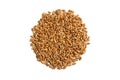 Cat Grass Seeds Royalty Free Stock Photo