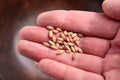 Cat grass seeds on human hand Royalty Free Stock Photo