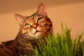 Cat and grass