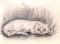 Cat in a grass. Sketch. hand painted Pencil drawing