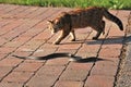 Cat and grass snake Royalty Free Stock Photo