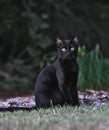 Cat in the Grass