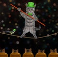 Cat gray acrobat on tightrope in circus