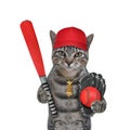 Cat gray baseball player holds red bat Royalty Free Stock Photo