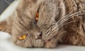 The cat of gray coloring British breed lies on a white background Royalty Free Stock Photo