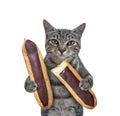 Cat gray eating chocolate eclairs