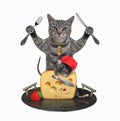 Cat gray eats cheese on tray Royalty Free Stock Photo