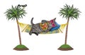 Cat gray in hammock eats hot dog Royalty Free Stock Photo