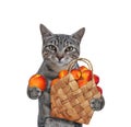 Cat gray holds basket of peaches