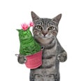 Cat gray holds cat cactus