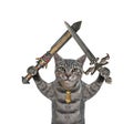 Cat gray holds crossed swords