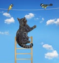 Cat gray on ladder hunts birds