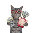 Cat gray with piggy bank and dollars Royalty Free Stock Photo