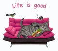 Cat gray on pink divan with hot dog Royalty Free Stock Photo