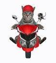 Cat gray with rat rides red moped Royalty Free Stock Photo