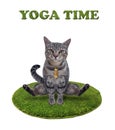 Cat gray on round green mat doing yoga