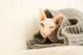 Bald frozen cat of the Sphynx breed. Color pink white. Blue and Royalty Free Stock Photo