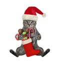 Cat gray sits with Christmas stocking Royalty Free Stock Photo