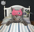 Cat gray in sleep mask in his bed Royalty Free Stock Photo