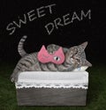 Cat gray with sleep mask in wooden box 2