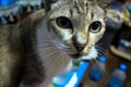 Cat Gray tabby small depth of field