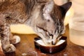 Cat Gray tabby small depth of field