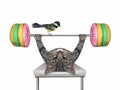 Cat gray training on bench press 3 Royalty Free Stock Photo