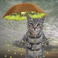 Cat gray under kiwi umbrella Royalty Free Stock Photo