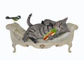 Cat gray on white divan with hot dog