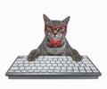 Cat gray with white keyboard