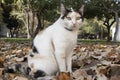 Cat with gray white yellow colors. He sits on the grass. There are dried leaves around. Close up. Royalty Free Stock Photo