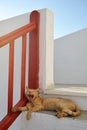 Cat in Greece Royalty Free Stock Photo