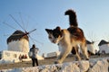 Cat in Greece Royalty Free Stock Photo