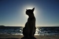 Cat in Greece Royalty Free Stock Photo