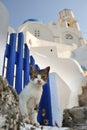 Cat in Greece Royalty Free Stock Photo