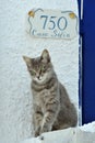 Cat in Greece Royalty Free Stock Photo
