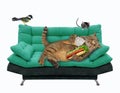 Cat on green divan with hot dog