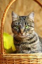 Cat with green eyes. Royalty Free Stock Photo