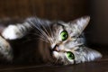 Cat with green eyes, resting, Royalty Free Stock Photo