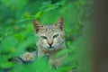 Cat in the green fields..