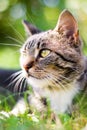 Cat on green grass