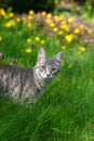 Cat on green grass and flower