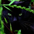 Cat, green grass foreground green eyes Royalty Free Stock Photo