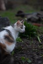 Cat on green grass in the garden Royalty Free Stock Photo