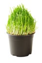 Cat green grass isolated Royalty Free Stock Photo