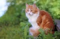 Cat in Green Grass in Summer. Beautiful Red Cat with Yellow Eyes Royalty Free Stock Photo
