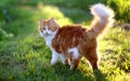 Cat in Green Grass in Summer. Beautiful Red Cat with Yellow Eyes Royalty Free Stock Photo