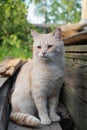 Cat in the Green Grass in Summer. Beautiful Red Cat with Yellow Eyes Royalty Free Stock Photo